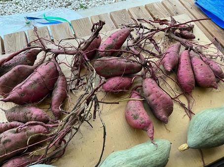 採れたてのサツマイモ 採れたてのサツマイモ サツマイモ,野菜,採れたての写真素材