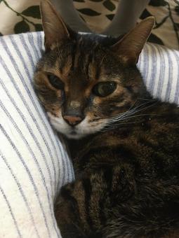 ベンガル猫 ベンガル猫 ねこ,猫,ネコの写真素材