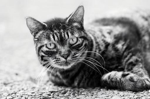 Cat 6, JPG