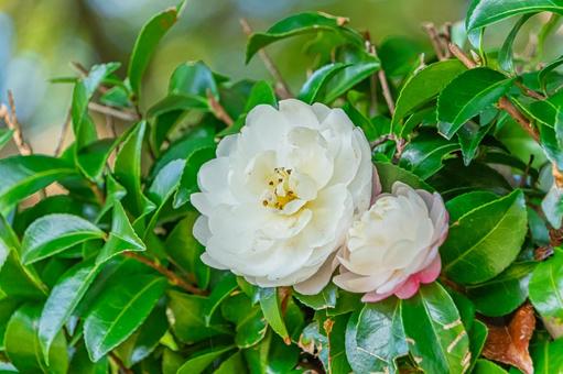 冬の庭に咲く白い椿の花と緑の葉 椿,花,白の写真素材