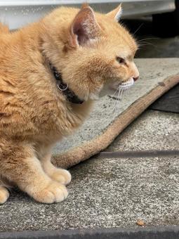 外で休んでいるオレンジ色の猫 野良猫,地域猫,猫の写真素材