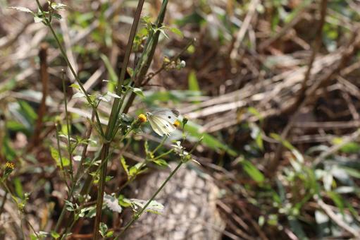 花に止まるモンシロチョウ7 ちょうちょ,蝶,花の写真素材