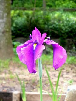 5月下旬の庭園に咲くハナショウブ 5月下旬の庭園に咲くハナショウブの写真