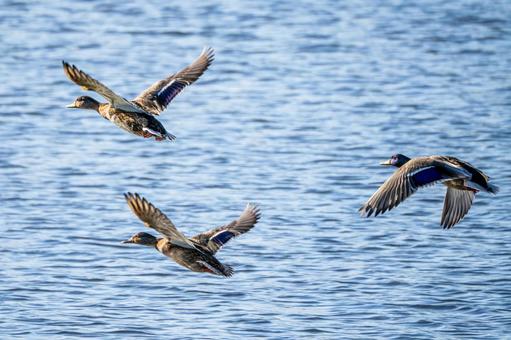 マガモの飛翔⑿ マガモの飛翔⑿ 鳥,マガモ,カモの写真素材