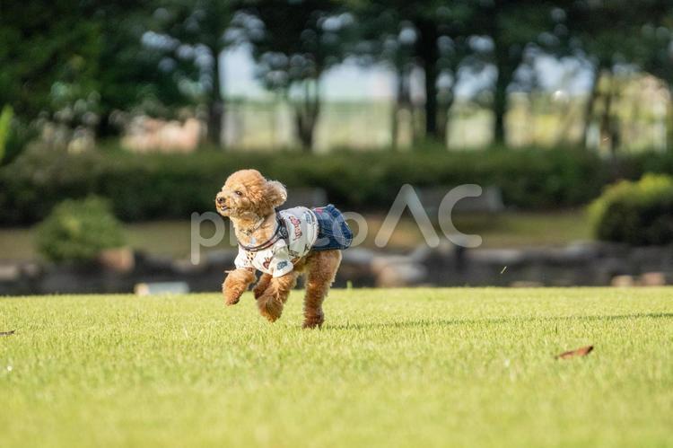 秋の公園で遊ぶトイプードル トイプードル,トイプー,秋の写真素材