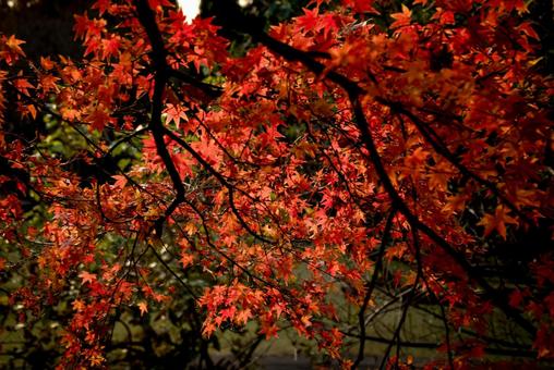<素材>秋の紅葉したイロハモミジの葉 <素材>秋の紅葉したイロハモミジの葉の写真