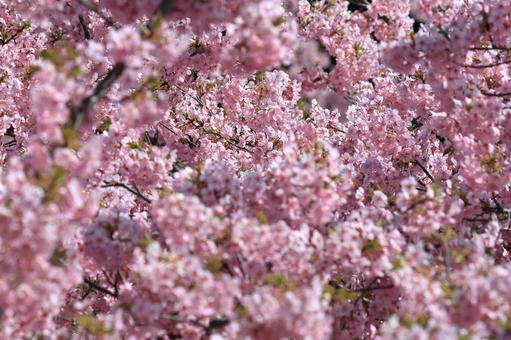 Kawazu cherry blossoms, JPG