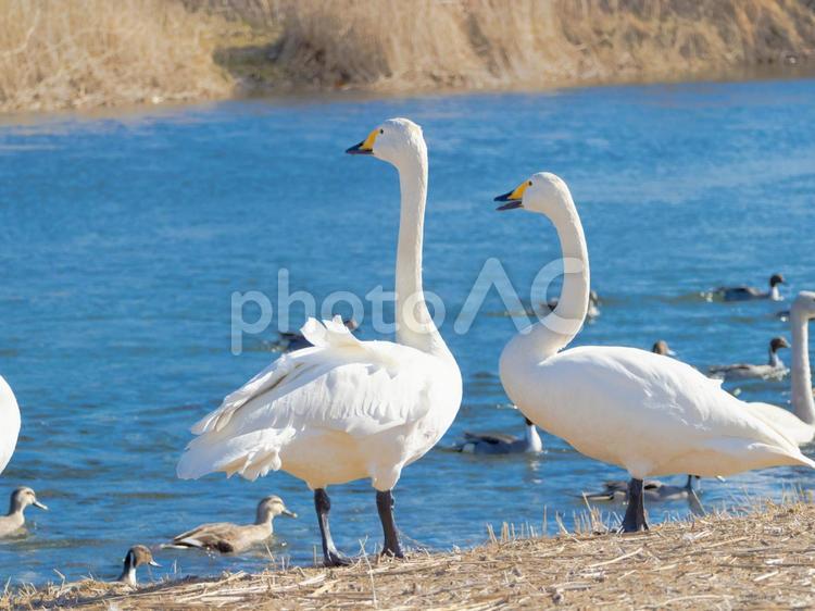 あっちを見ているハクチョウ 風景,自然,反射の写真素材