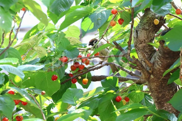 さくらんぼの実を食べる雀 すずめ,さくらんぼ,さくらんぼの実の写真素材