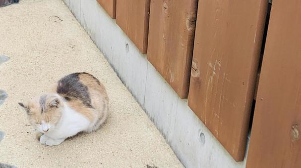 街角の猫の写真