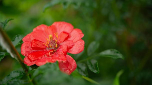 雨上がりの赤い花　 赤い花,雨上がり,花の写真素材