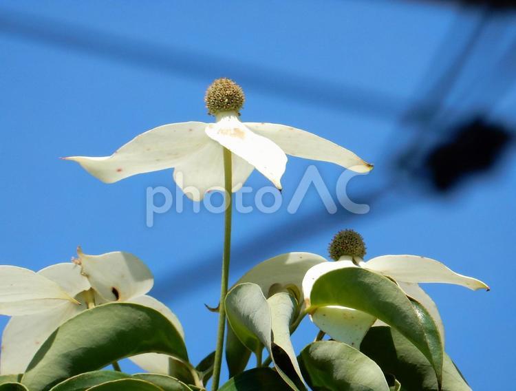 【花の写真】ヤマボウシ	 ヤマボウシ,山法師,ミズキ科の写真素材