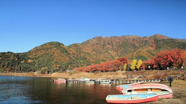 河口湖畔から見る紅葉風景 銀杏,黄葉,イチョウの木の写真素材
