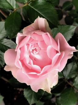 Veranda Rose Robe Decollete, JPG Veranda Rose Robe Decollete, JPG