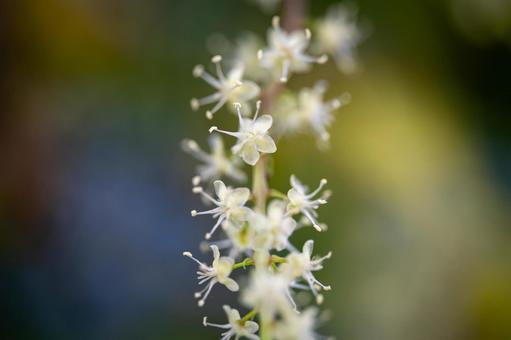 アカザカズラの写真