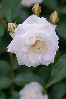 荒牧バラ園183　白いバラの写真