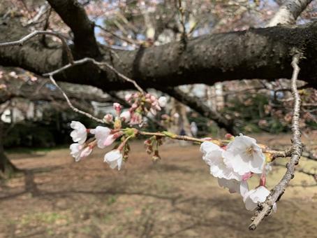 咲いた桜とつぼみの桜 咲いた桜とつぼみの桜の写真