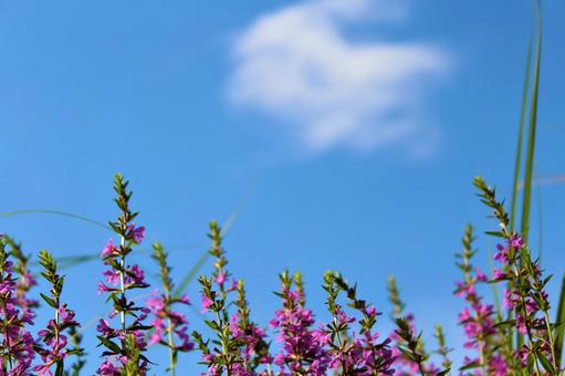 空と雲と花 空と雲と花の写真