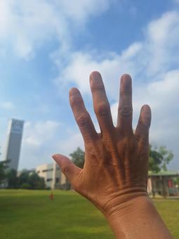 Photo, palm, sun, natural, 