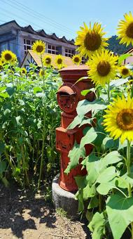 夏を抱きしめる花畑 夏を抱きしめる花畑 ひまわり,洲原ひまわりの里,黄金色の花畑の写真素材