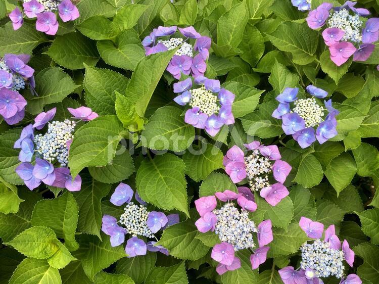 紫陽花　花　植物　６月　梅雨　額紫陽花　ガクアジサイ 額紫陽花,ガクアジサイ,アジサイの写真素材