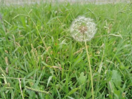 タンポポの綿毛 タンポポの綿毛 綿毛,種,タンポポの写真素材
