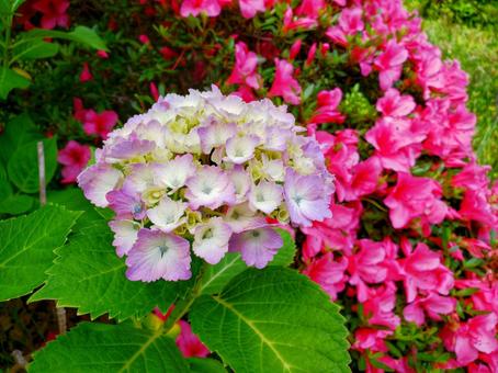 Hydrangea and azalea, hydrangea, hydrangea, hydrangea, JPG