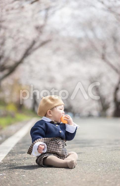 桜と赤ちゃん 桜,春,季節の写真素材