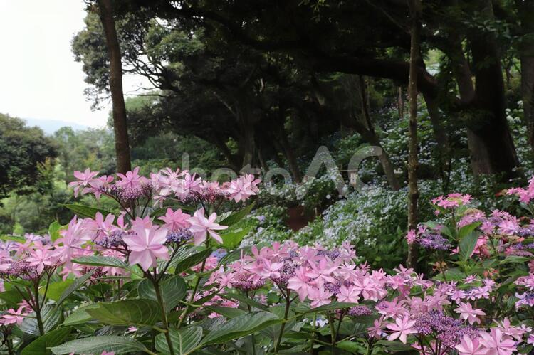 茨城県潮来市　二本松寺　あじさいの杜 あじさいの杜,あじさい,紫陽花の写真素材