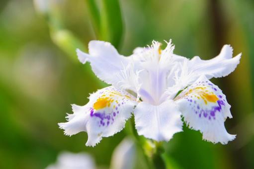 シャガの花 花,一輪,アップの写真素材