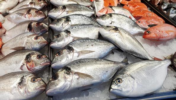 魚 魚の写真