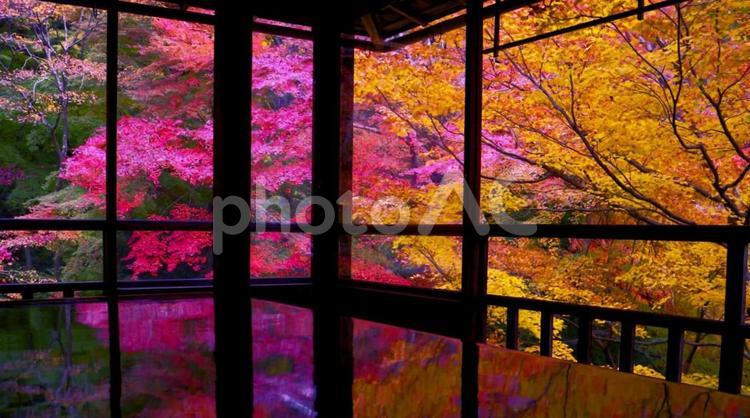瑠璃光院秋の風景 京都,秋,瑠璃光院の写真素材