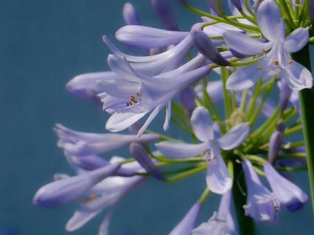 Photo, agapanthus, purple clam, blue, 
