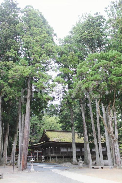 高野山　壇上伽藍 高野山,壇上伽藍,寺の写真素材