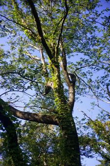 青空とツタが絡む木の幹 自然,木,幹の写真素材