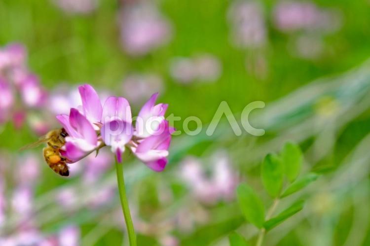 春の訪れのお仕事人 ミツバチ,みつばち,花の写真素材