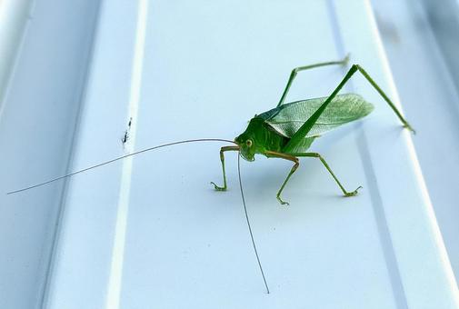 ヤマクダマキモドキ ヤマクダマキモドキの写真