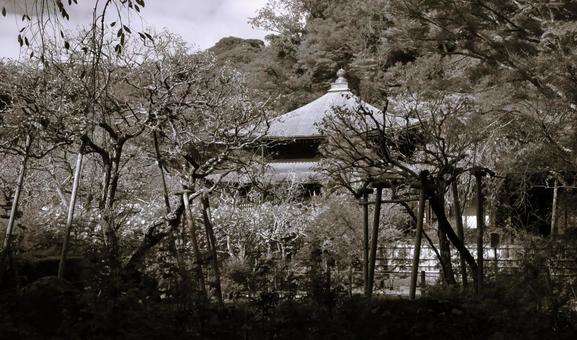 瑞泉寺ー鎌倉ー神奈川県 瑞泉寺ー鎌倉ー神奈川県の写真