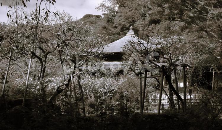 瑞泉寺ー鎌倉ー神奈川県 瑞泉寺,鎌倉,神奈川県の写真素材