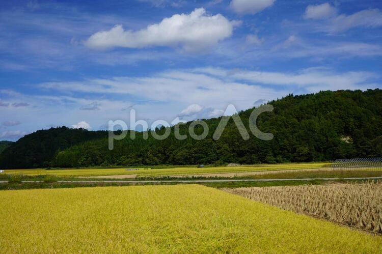 秋の田舎　稲７ 稲穂,秋,田の写真素材