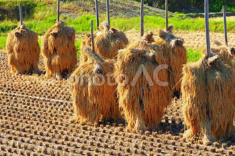 稲杭にかけられた乾燥中の稲藁（ねじりほんにょ） 稲藁,乾燥,稲杭の写真素材