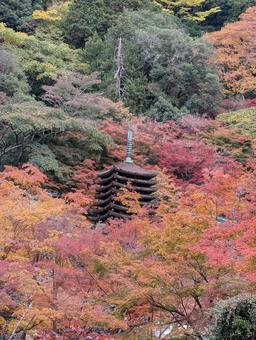 談山神社の紅葉 秋,紅葉,談山神社の写真素材