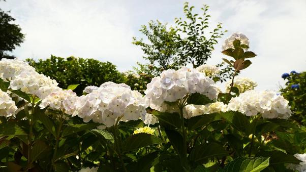 アジサイの花 アジサイの花の写真