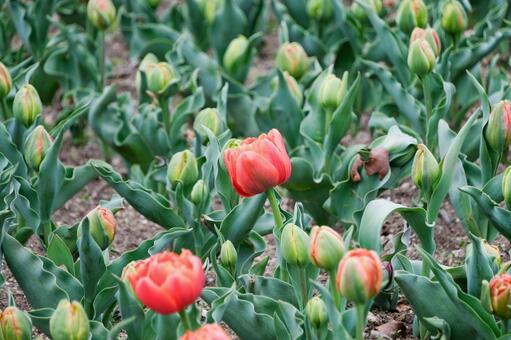 赤いチューリップが咲き始めた花畑 チューリップ,鬱金香,赤の写真素材