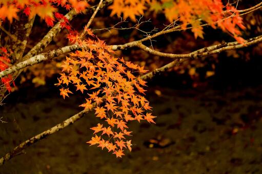 もみじロード もみじロード,紅葉,絶景の写真素材