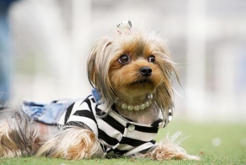 ワンコの顔（ヨークシャーテリア） 犬,ヨークシャーテリア,ヨーキーの写真素材