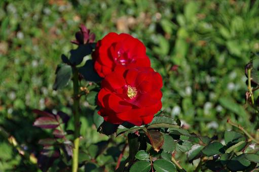 10月のバラ 10月のバラ バラ,薔薇,深紅の写真素材