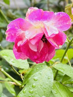 雨あがりの花 雨あがりの花の写真