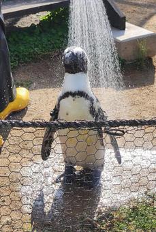 水浴びするペンギン 水浴びするペンギンの写真