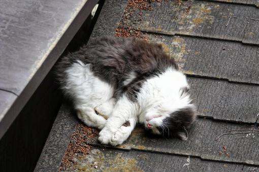モフモフな猫2 モフモフな猫2の写真